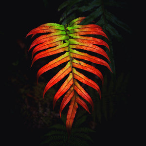 Crimson Frond