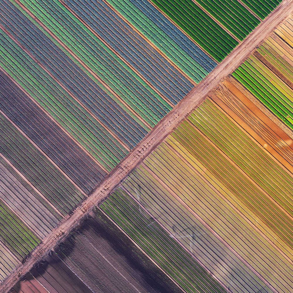 Market Gardens, an aerial photograph of divided agricultural fields by Simon Ray