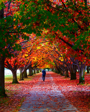 Pair - Autumn Phone call & Foggy Lake Walk