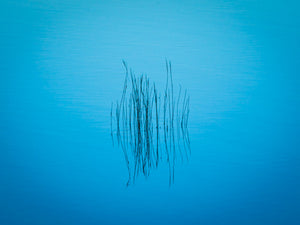 Reed Reflection