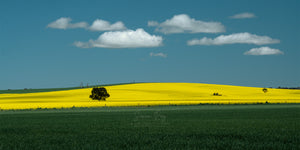 Canola Fields