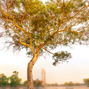 Golden tree and the National Carillon