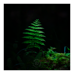 New Zealand Fern