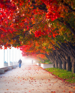 Pair - Autumn Phone call & Foggy Lake Walk