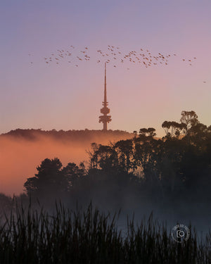 Flight of the Cockatoos